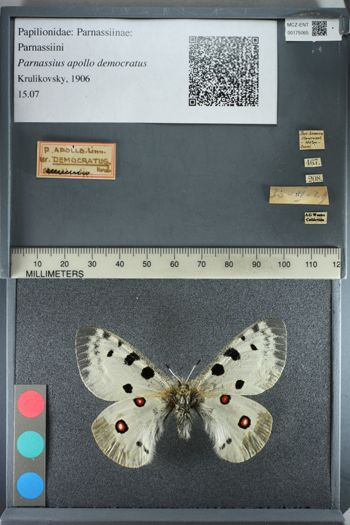 Media type: image;   Entomology 175065